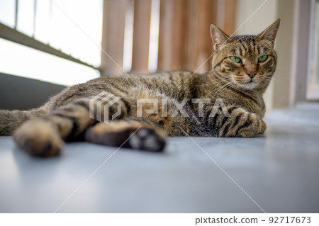 Kijitra cat on the balcony 92717673