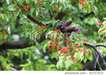 A starling pecking at a red cherry tree fruit A starling pecking at a red cherry tree fruit 92717815