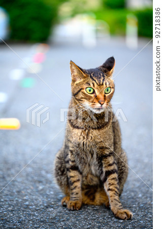 Petticoat cat in the parking lot 92718386