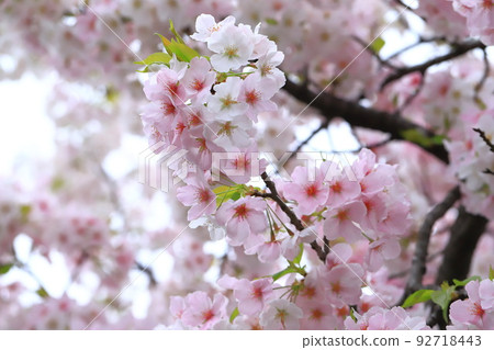 盛開的大島櫻花 盛開的大島櫻花 92718443