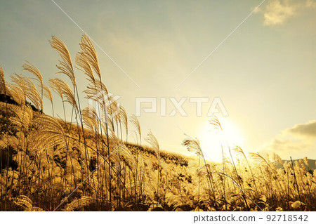 Sengokuhara pampas grass and sunset 92718542