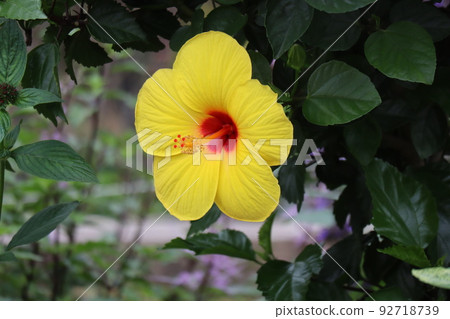 綠葉黃花瓣芙蓉花景觀 綠葉黃花瓣芙蓉花景觀 92718739
