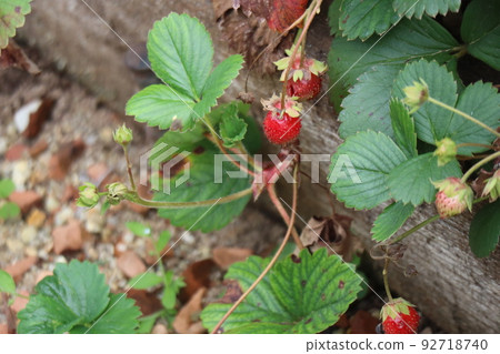 Scenery of an alley field with green leaves and red berries of Dutch strawberries Scenery of an alley field with green leaves and red berries of Dutch strawberries 92718740