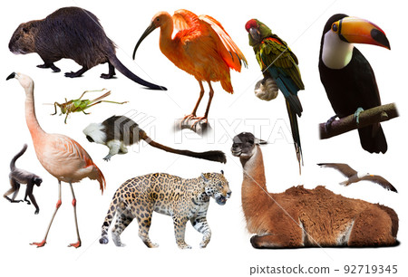 south america animals isolated south america animals isolated 92719345