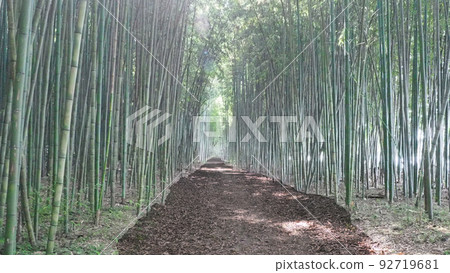 Mysterious bamboo grove road (Japanese-style natural scenery)-5 92719681