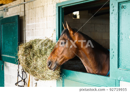 Horse in a stable 92719935