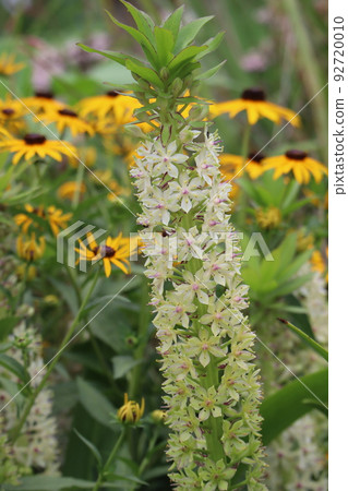 Landscape of blooming eucomis (pineapple lily) with white petals and small flowers Landscape of blooming eucomis (pineapple lily) with white petals and small flowers 92720010