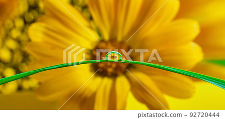 Flowers reflected in rain drops. flower mirroring in drops Flowers reflected in rain drops. flower mirroring in drops 92720444