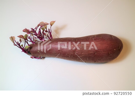 sprouted sweet potato 92720550