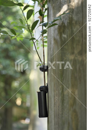 神社牌坊門前栽種的榊枝 92720842