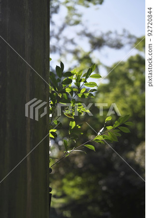 Branches of Sakaki planted at the torii gate of a shrine 92720844