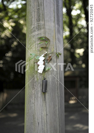 Branches of Sakaki planted at the torii gate of a shrine 92720845