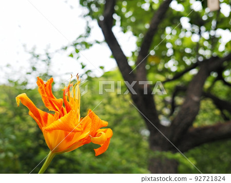 A flaming daylily 92721824