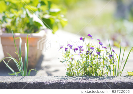 Hobby Gardening Old Lens 92722005