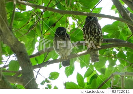 在一棵大櫸樹上放鬆的巢穴之後,青葉青的幼鳥和親鳥 在一棵大櫸樹上放鬆的巢穴之後,青葉青的幼鳥和親鳥 92722011