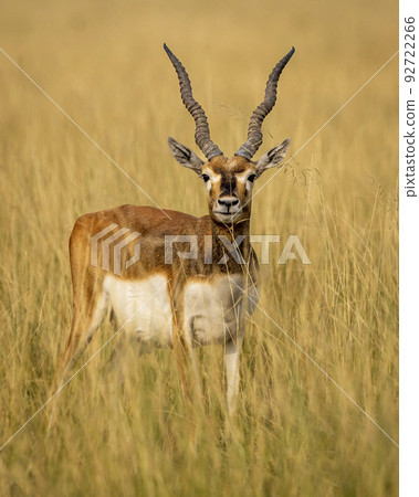 wild male blackbuck or antilope cervicapra or indian antelope head on with long horns portrait in natural grassland at Blackbuck National Park Velavadar bhavnagar gujrat india asia 92722266