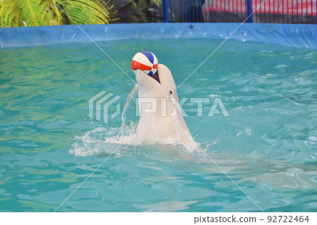 Belukha performs an exercise ball Belukha performs an exercise ball 92722464