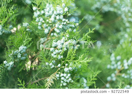Thuja branches with cones close up background. Thuja branches with cones close up background. 92722549