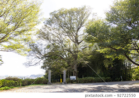 Ohatsuki ginkgo at Mito Hachimangu Shrine Ohatsuki ginkgo at Mito Hachimangu Shrine 92722550
