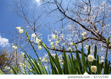 Lily of the valley daffodil blooming landscape -3 92722590