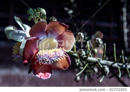 The amazingly complex flower of the Cannonball Tree has tentacle like structures very much like a sea amenome. Cannonball tree flowers, shorea robusta, Red shala tree is revered by buddhist people. The amazingly complex flower of the Cannonball Tree has tentacle like structures very much like a sea amenome. Cannonball tree flowers, shorea robusta, Red shala tree is revered by buddhist people. 92722805
