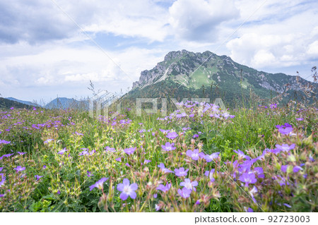 View on grassy mountain with purple out of focus wildflowers in the foreground, Slovakia, Europe 92723003