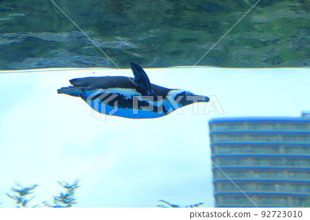 天空中的陽光水族館企鵝 92723010