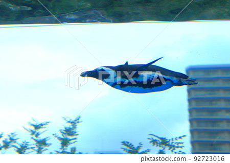 天空中的陽光水族館企鵝 天空中的陽光水族館企鵝 92723016