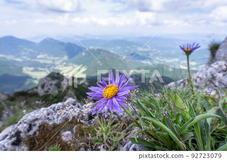 Purple wildflower closeup with mountains and green valley in backdrop, Slovakia, Europe 92723079