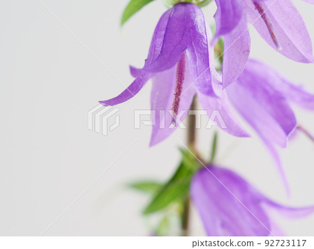 flower 92723117