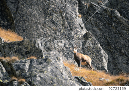 Alpine chamois standing amongst the rocks in its natural habitat during fall, Slovakia, Europe Alpine chamois standing amongst the rocks in its natural habitat during fall, Slovakia, Europe 92723169