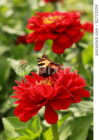 red zinnia flowers and beautiful brown butterfly red zinnia flowers and beautiful brown butterfly 92723204
