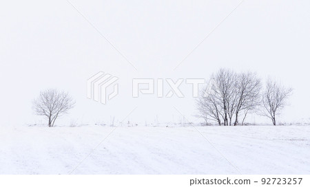 Winter landscape with Isolated trees on a field during snow storm, horizontal, Slovakia, Europe Winter landscape with Isolated trees on a field during snow storm, horizontal, Slovakia, Europe 92723257