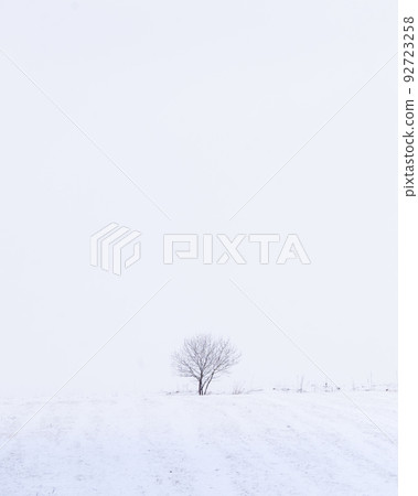 Simple winter landscape with Isolated tree on a field during snow storm, vertical, Slovakia, Europe Simple winter landscape with Isolated tree on a field during snow storm, vertical, Slovakia, Europe 92723258