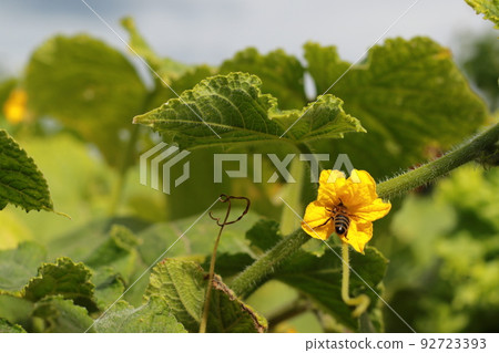 natural biological cucumber farm 92723393