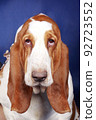 Basset hound muzzle on a blue background large 92723552