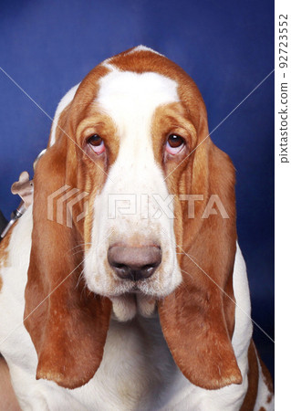 Basset hound muzzle on a blue background large 92723552