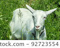 White goat against the green grass. Large 92723554