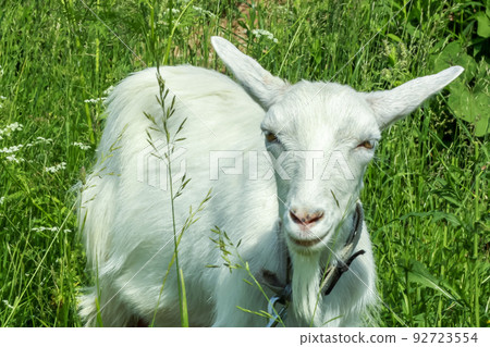 White goat against the green grass. Large 92723554