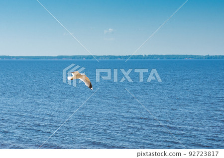 flying seagull on a big lake, summer sunny day 92723817