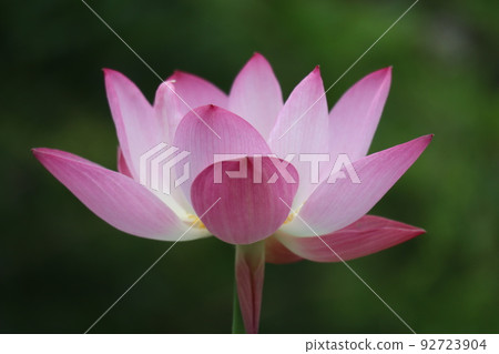 粉紅色和白色花瓣的蓮花特寫景觀 92723904