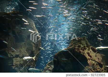 大量洄游魚游動的水族箱的風景 92723905