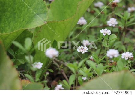 聚焦在綠色雜草中盛開的一朵白色花瓣青金石花拍攝的風景 92723906