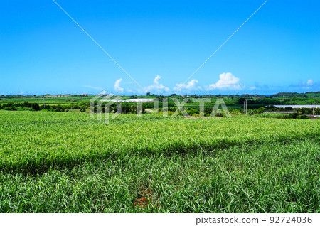 Sugar Cane field in Miyakojima Sugar Cane field in Miyakojima 92724036