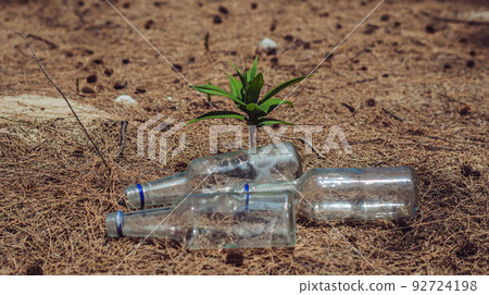 Close-up Empty three glass transparent bottles from alcoholic beverages lying scattered on ground in pine forest. Addiction, environment pollution, illegally thrown garbage tourist's camp garbage Close-up Empty three glass transparent bottles from alcoholic beverages lying scattered on ground in pine forest. Addiction, environment pollution, illegally thrown garbage tourist's camp garbage 92724198