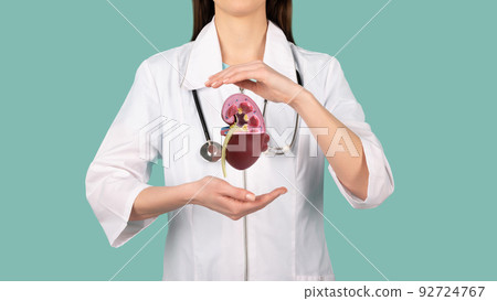 Human kidney between two palms of a woman Female doctor with a stethoscope. Help and care concept 92724767