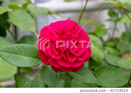 Bright red roses 92724924