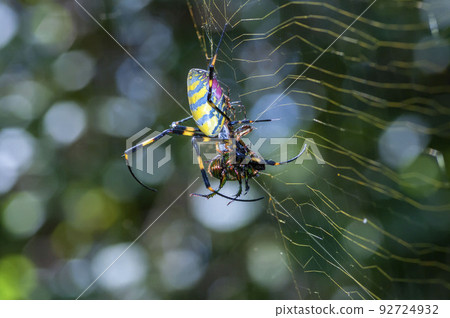 Nephila spider 92724932