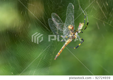 Nephila spider 92724939