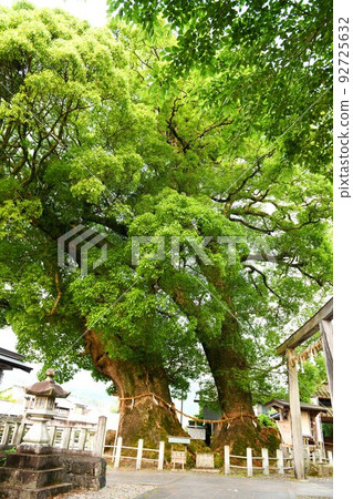 【尾瀨市尾瀨神社三重縣指定天然紀念物大樟】 92725632
